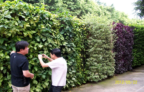 移動式植物墻(圖4)